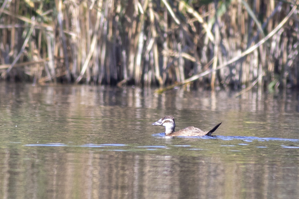 White-headed Duck